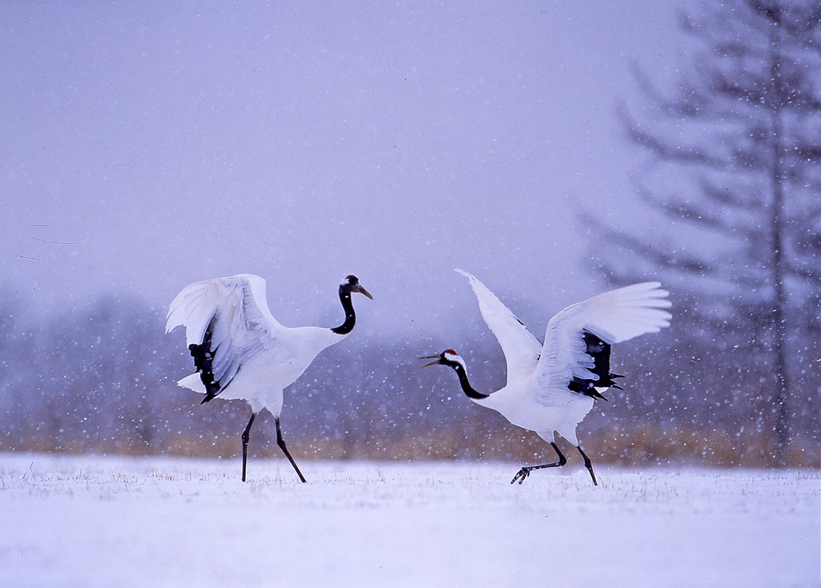 日本野鳥の会